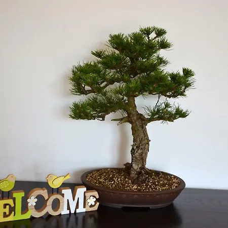 Bonsai House * Portoroz